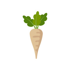 beet isolated on white background. Vector illustration.
