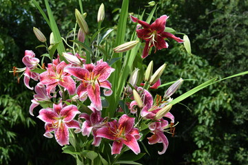 Bouquet de lys Stargazer and Miss feya © Frederic.M