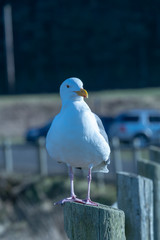Seagull Standing in pole