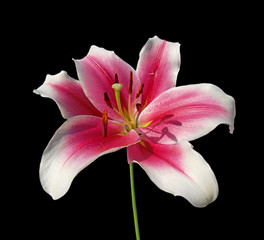 Beautiful motley lily isolated on a black background