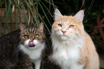 two cats begging for treats outdoors looking waiting for more treats