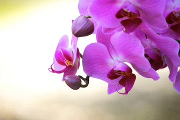 Purple Orchids in the wind