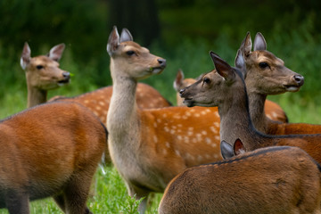 Obraz premium Sikawild (Servus Nippon)