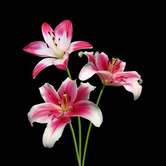 Beautiful colourful lilies isolated on a black background