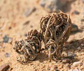 the famous true rose of jericho biblical plant shown in its dessicated dormant state in a dry...