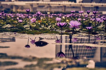 Water Lily © marcelsphotoworld