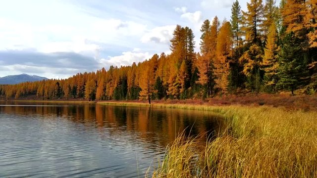 Beautiful solitude scene of fall lake in mountain park. Yellow and green outumn foliage reflect in still calm water. Serenity wild nature. Steady shoot footage.