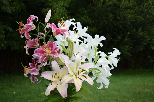 Bouquet de lys Stargazer, Casablanca Mona Lisa
