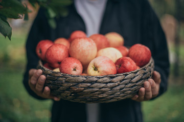 Basket with ripe red apples in the hands. Close-up