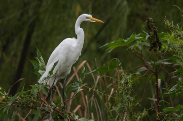 Garza blanca