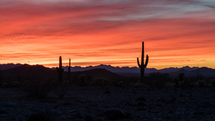 Sunset in the Arizonan desert with silhouetted saguaro cactus