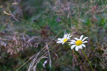 white daisies in the meadow
