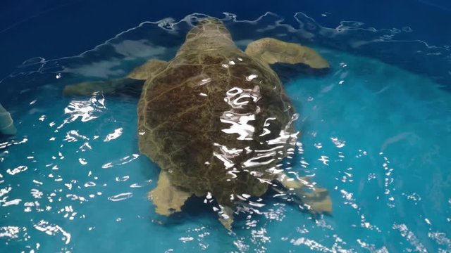 State of the art sea turtle rehabilitation facility in Surf City, NC near Topsail Beach