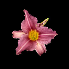 Beautiful purple lily isolated on a black background