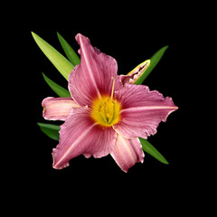 Beautiful purple lily isolated on a black background