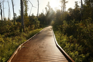 Boardwalk in the Okefenokee Refuge