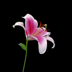 Beautiful pink lily isolated on a black background