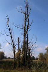 Dry tree against blue sky