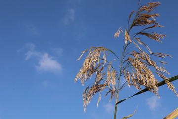Bulrush against the blue sky