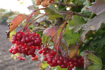 Red berries of viburnum on a bush in the  garden.