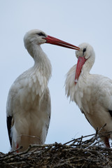 Sich liebkosendes Weißstorchenpaar