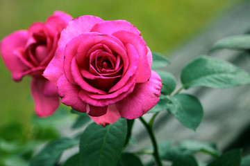 Lady in pink