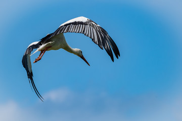 Storch beim Start vom Nest