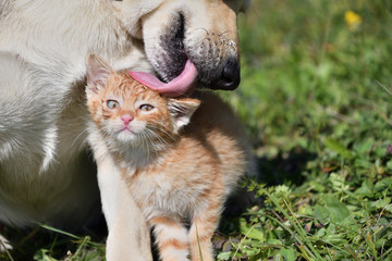 The dog and the little cat came together like a big love