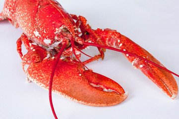 Freshly boiled red lobster isolated on white background. Close up Image on white background.