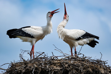 Balzende Weißstörche auf ihrem Nest