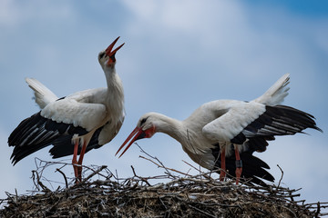 Balzende Weißstörche auf ihrem Nest