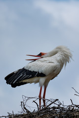 Balzender Storche auf seinem Nest