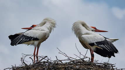Balzende Weißstörche auf ihrem Nest