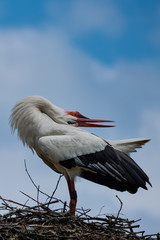 Balzender Storche auf seinem Nest