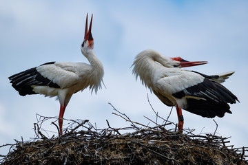 Balzende Weißstörche auf ihrem Nest