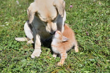 A little pussy kisses a big dog like her mother