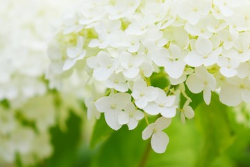 Schneeball Hortensie