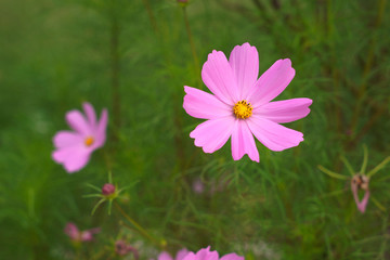 Cosmos bipinnatus &egrave; una pianta annuale di altezza tra 60 e 120 cm. Le variet&agrave; coltivate sono di vali colori, dal viola al rosa al bianco.