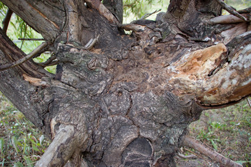 Background of old wood. Natural aging. Unusual in the ordinary.
