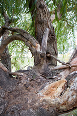 Background of old wood. Natural aging. Unusual in the ordinary.