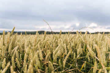 A golden grain field under a cloudy sky, evoking a serene and peaceful late summer atmosphere © Mikkel H. Petersen