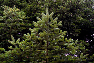 Il genere comprende diverse specie di alberi che raggiungono altezze di 10-80 m e un diametro del...