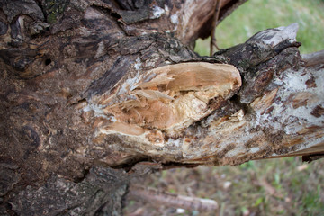 Background of old wood. Natural aging. Unusual in the ordinary.