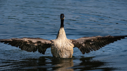 Kanadagans beim Fl&uuml;gelschlagen nach dem baden