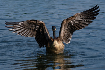 Kanadagans beim Flügelschlagen nach dem baden