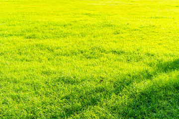 Obraz na płótnie Canvas landscape of grass field and green environment public park use as natural background,backdrop