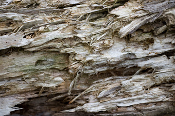 Background of old wood. Natural aging. Unusual in the ordinary.