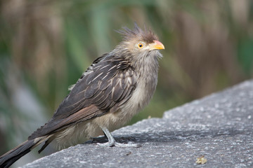 Pirincho