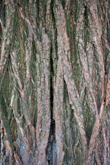 Background of old wood. Natural aging. Unusual in the ordinary.