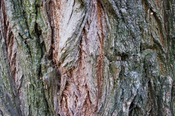 Background of old wood. Natural aging. Unusual in the ordinary.